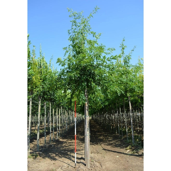 Kärrek - Quercus palustris - Stammens omkrets 16-18 cm, höjd 3,5-4 meter, HS,